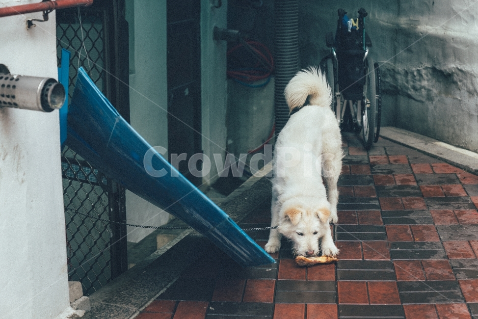 반려견,강아지,개,dog,뼈다귀,족발,animal,동물,animal,포유류,mammal,개,강아지,dog,doggy,감성,sensible,feeling