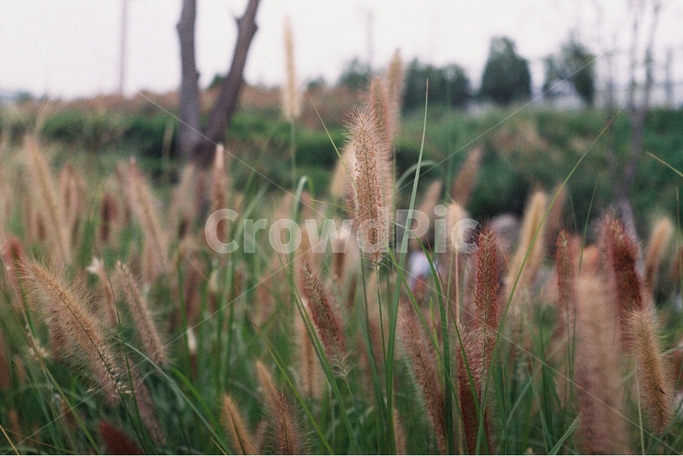 흐린날,강아지풀,자연,가을,가을픙경,가을,계절,fall,autumn,season,식물,자연,plants,nature,감성,sensible,feeling,grass,잔디,plant,lawn