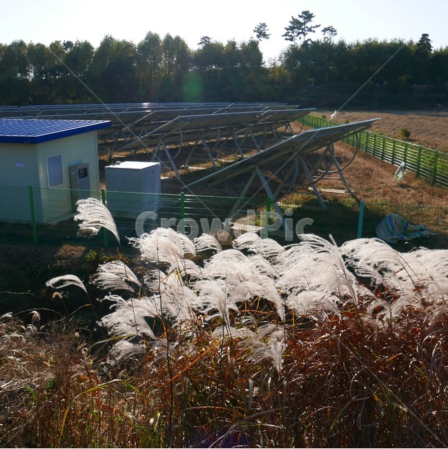 시골,가을,갈대,갈대풍경,시골풍경,시골,마을,풍경,landscape,country,rural,town,산업,industry,industrial,에너지산업,energy industry,plant,식물,grass,잔디