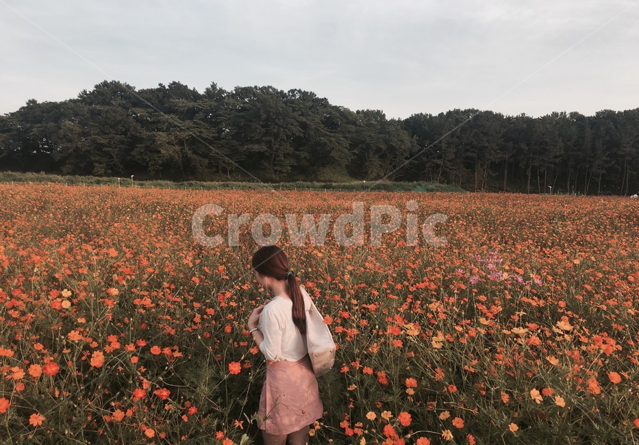 코스모스,꽃밭,여자사람뒷모습,코스모스밭,여자뒷모습,가을,계절,fall,autumn,season,사람,인물,인간,human,person,여성,여자,woman,female,lady,여행,휴가,traveling,vacation,trip,plant,식물,blossom,꽃,flower
