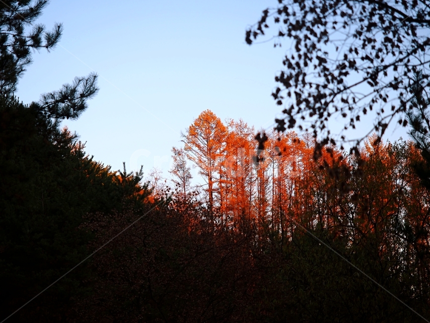 가을,단풍,자연,감성,홍천,가을,계절,fall,autumn,season,자연,풍경,nature,landscape,tree,나무,plant,식물,leaf,잎