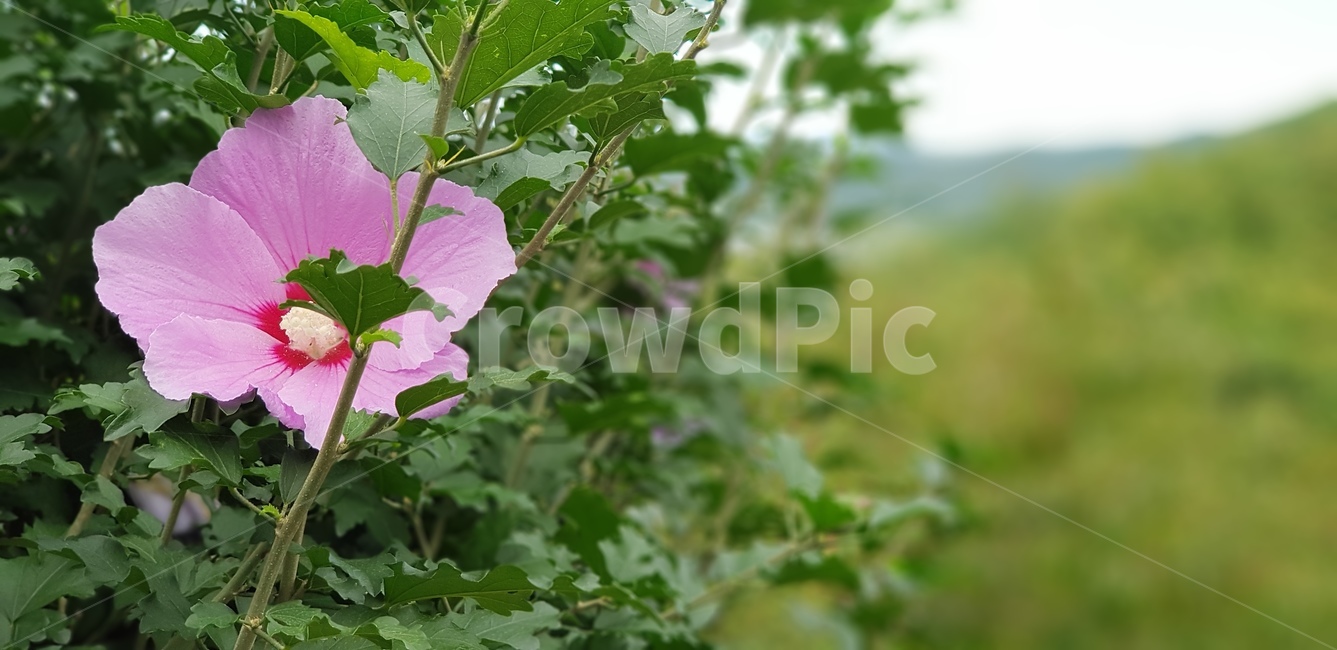 무궁화,자연,이쁨,식물,한국,국화,식물,자연,plants,nature,꽃,flower