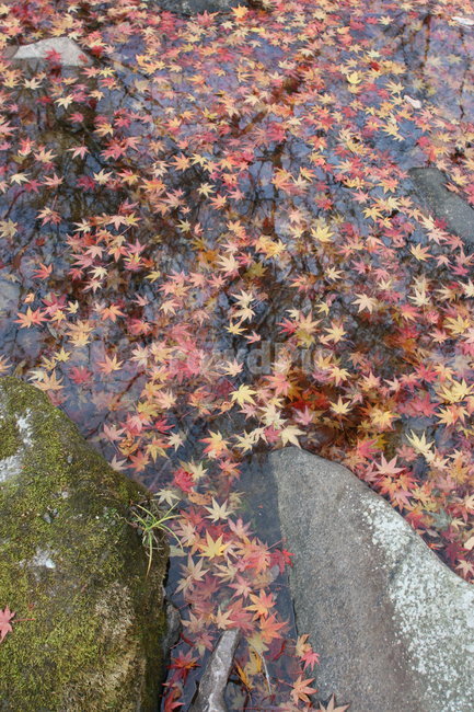 단풍,가을,산,자연,붉은,단풍나무,단풍잎,가을,계절,fall,autumn,season,leaf,잎,plant,식물,tree,나무