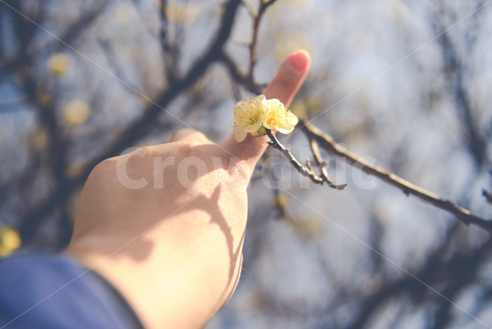 감성,감성사진,꽃반지,봄,매화,청매화,빈티지,봄,계절,spring,season,식물,자연,plants,nature,꽃,flower,사람,인물,인간,human,person,감성,sensible,feeling,finger,손가락