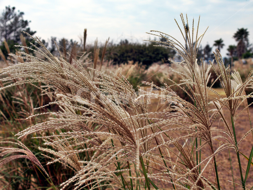 억새,두영,망근,가을,여러해살이풀,참억새,자연,풍경,nature,landscape,grass,잔디,plant,식물,lawn,reed,갈대