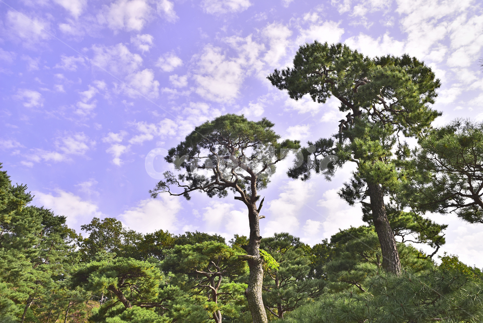 소나무,화담숲,정원,가든,수목원,침엽수,상록수,파인트리,pinetree,forest,green,tree,plant,나무,식물,vegetation,초목,background,풍경,배경,백그라운드,한국자연경관,숲,그리너리,자연,네추럴,natural,환경,environment,healing,힐링,한국자연풍경,아웃도어,옥외,야외,outdoor,landscape,자연,풍경,nature,landscape