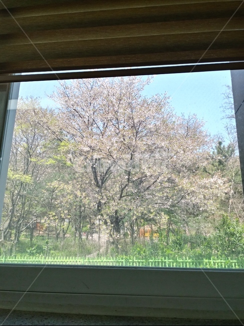 도서관밖의봄,벗꽃,봄,감성,나무,꽃,창문,포근함,갇힌봄,분홍분홍,푸릇푸릇,자연,풍경,nature,landscape,home decor,가정 장식,window