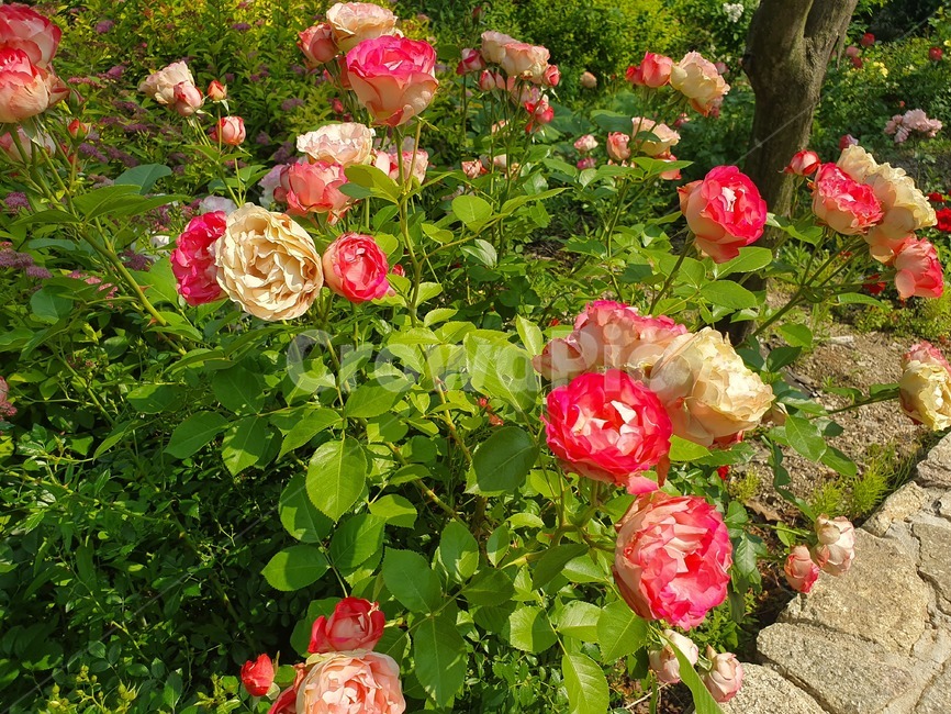 식물,blossom,꽃,rose,장미,plant,flower,식물,자연,plants,nature,꽃,flower