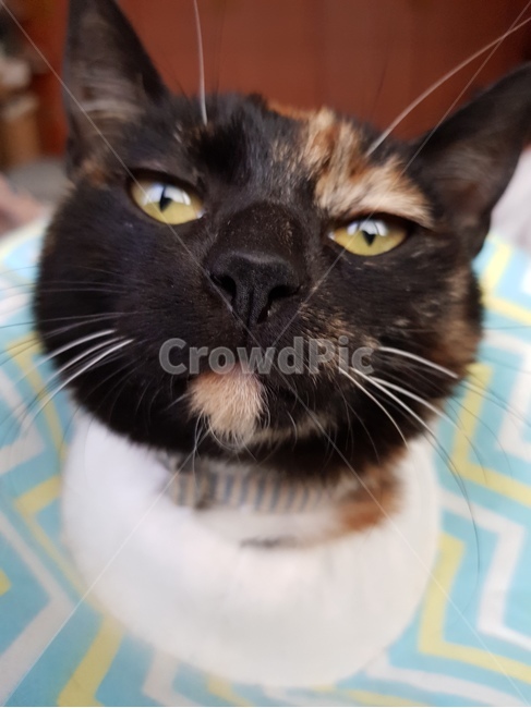 고양이,냥이,고양이얼굴,이쁜고양이,먼산고양이,동물,animal,포유류,mammal,고양이,cat,kitten,kitty