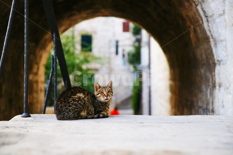 동물,길냥이,고양이,여유,cat,straycat,animal,동물,animal,포유류,mammal,고양이,cat,kitten,kitty
