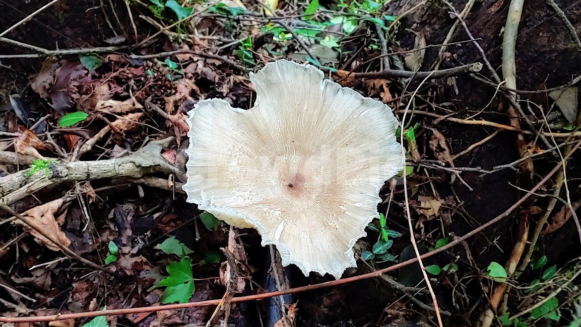 버섯,mushroom,afieldmushroom,제주숲,자연,nature,forest,phosphorusplant
