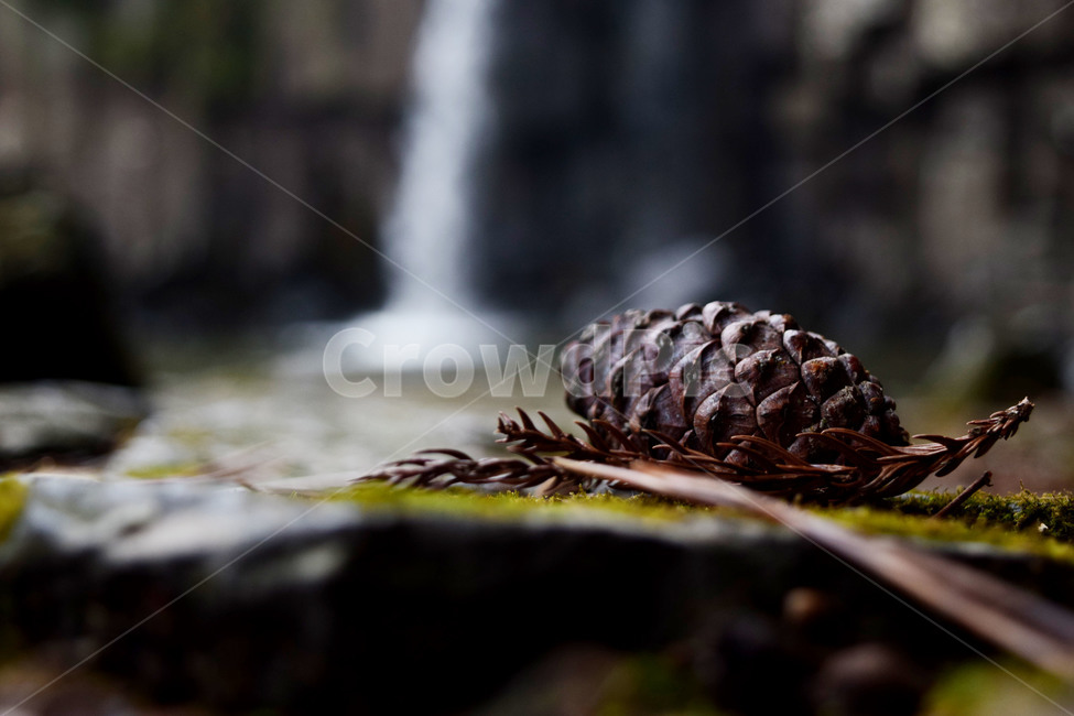 솔방울,폭포,자연,촉촉함,nature,fall