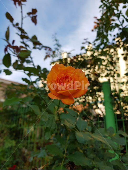 꽃,들꽃,가을꽃,들판,예쁜꽃,힐링,식물,자연,plants,nature,꽃,flower