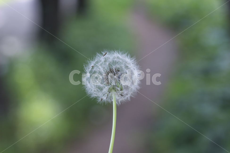 민들레,민들레씨앗,꽃,여름꽃,민들레씨,식물,자연,plants,nature,꽃,flower