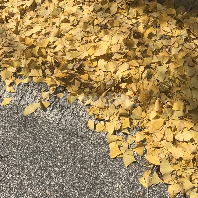 은행잎,잎,식물,바닥,노란색,가을감성,가을,leaf,plant,ground