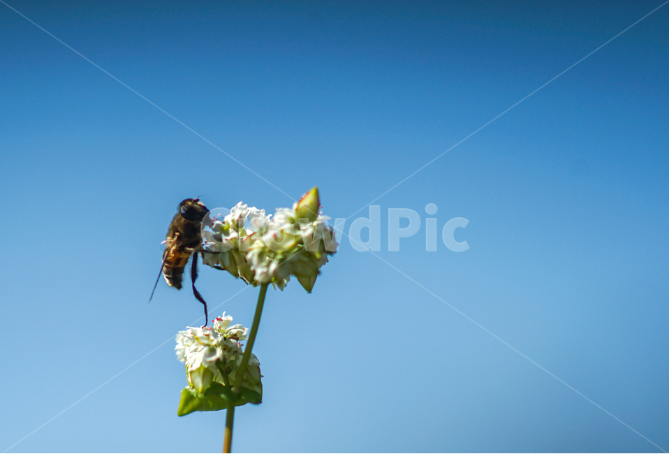 메밀,메밀꽃,벌,꿀벌,곤충,식물,식물,자연,plants,nature,꽃,flower,동물,animal,곤충,벌레,insect,bug