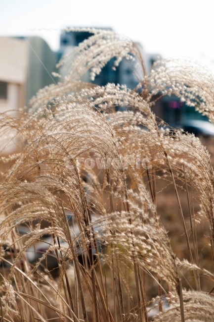 갈대,억새,가을,감성,식물,계절,가을,계절,fall,autumn,season,식물,자연,plants,nature,grass,잔디,plant,animal,동물,snake,뱀