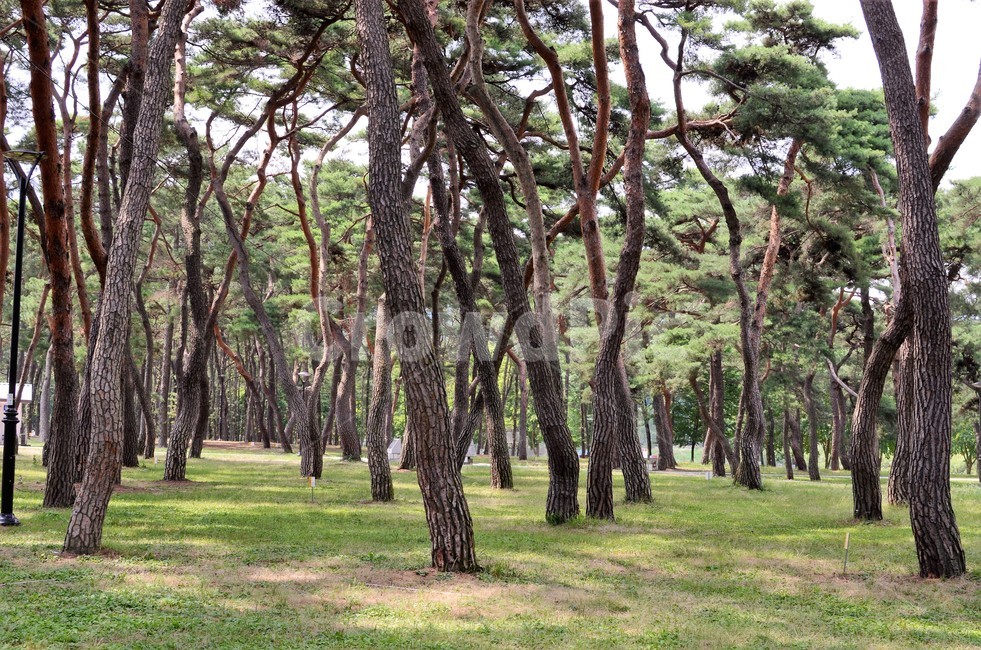 소나무,명품소나무,솔숲,솔밭,절경,명소,조선소나무,적송,자연풍경,자연,식물,자연,plants,nature,나무,trees,wood