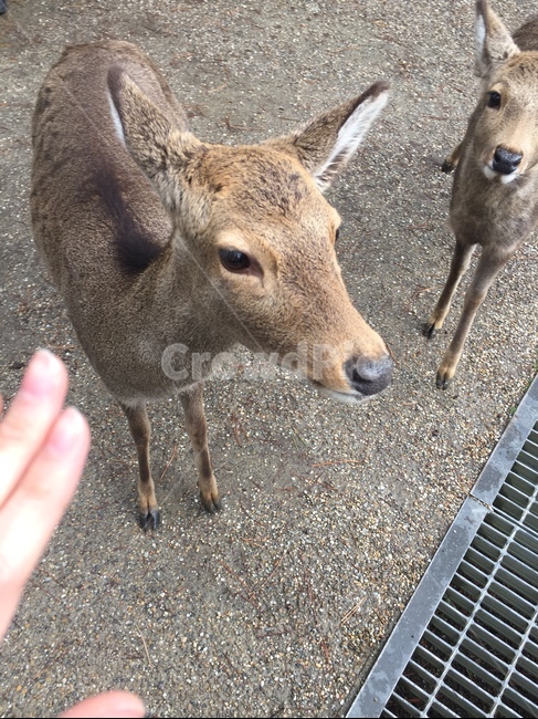 사슴,나라공원,공원,오사카,일본,손,왼손,동물,초식동물,자연,길,배수로,deer,narapark,park,osaka,japan,hand,animal,herbivore,nature,way,drain