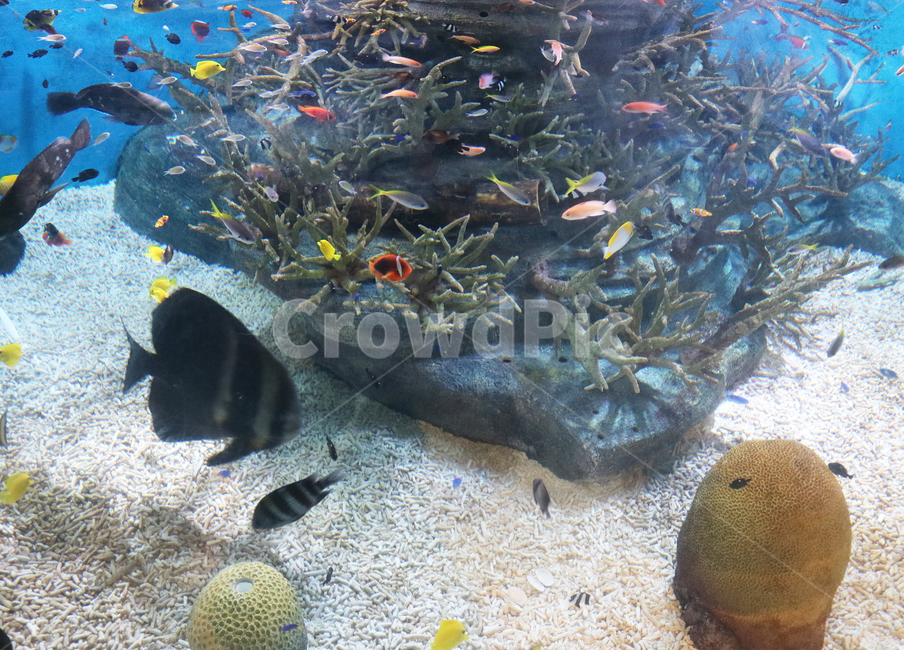 수족관,물고기,아쿠아리움,바다,동물,해양생물,어류,물고기,fish