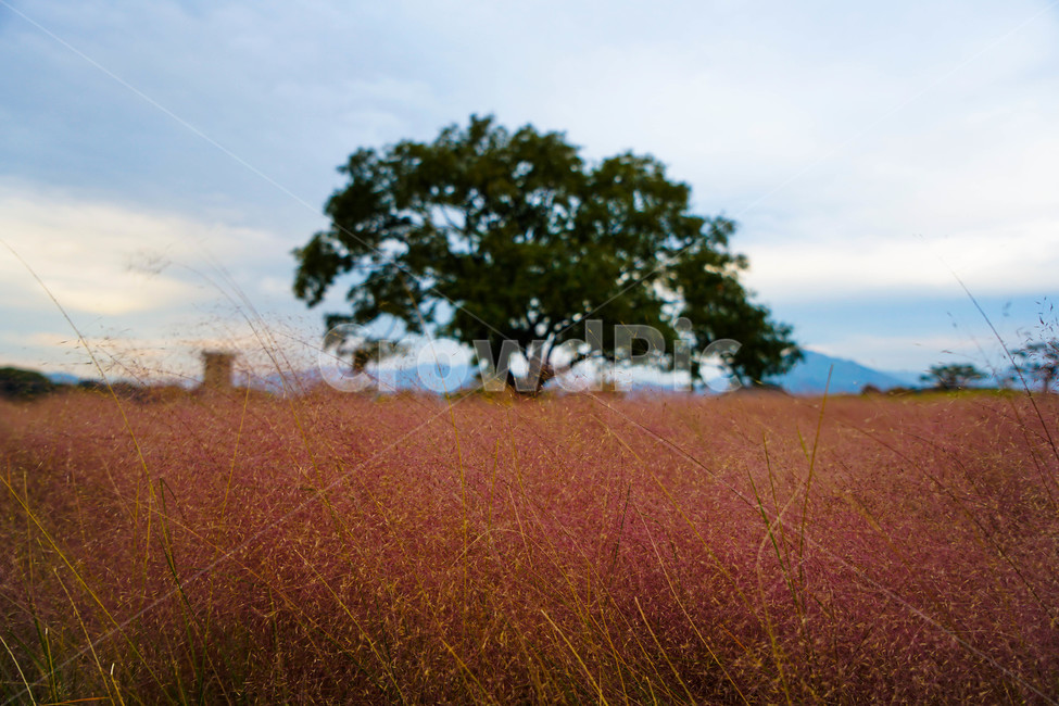 가을,단풍,나무,추색,풍경,감성,계절,자연,풍경,nature,landscape,tree,plant,식물,grassland,목초지,outdoors,옥외,field,들,경치