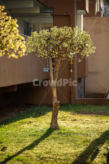 plant,식물,tree,나무,경치,풍경