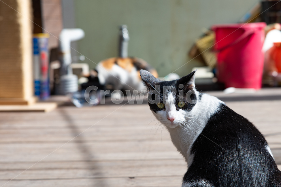 고양이,길고양이,길냥,cat,kitten,kitty,animal,동물,냥이,동물,animal,포유류,mammal,고양이,cat,kitten,kitty