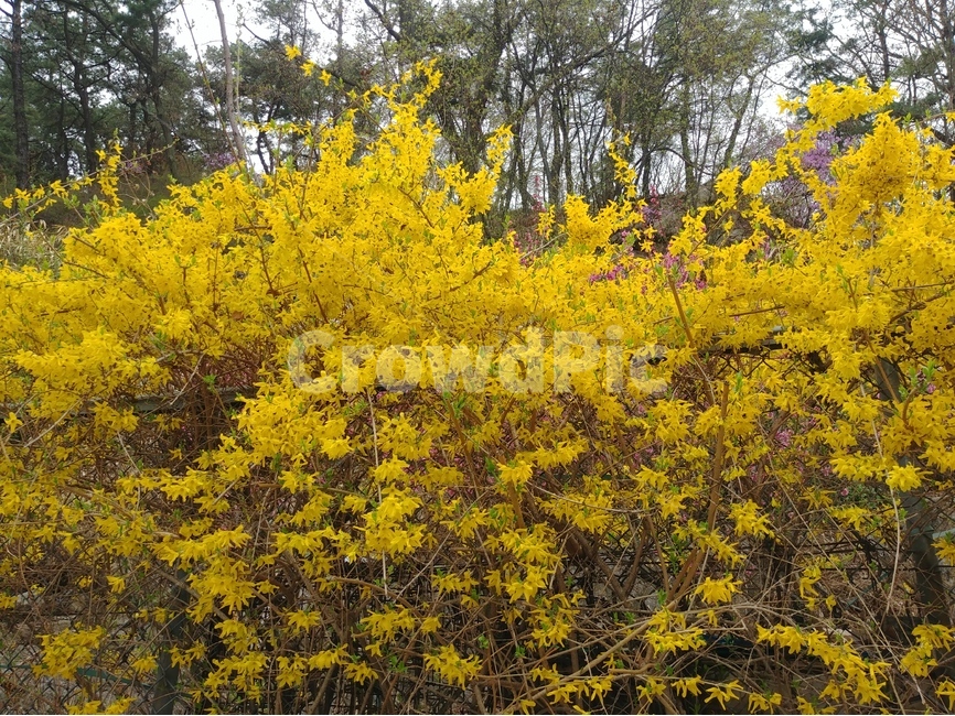 개나리,꽃,식물,노랑,자연,봄,계절,spring,season,식물,자연,plants,nature,꽃,flower,plant