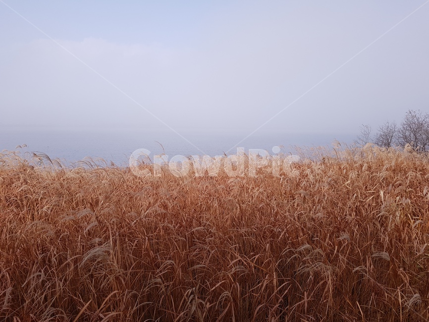 갈대,plant,식물,하늘,sky,풍경,outdoors,nature,natural,옥외,식물,자연,plants,nature