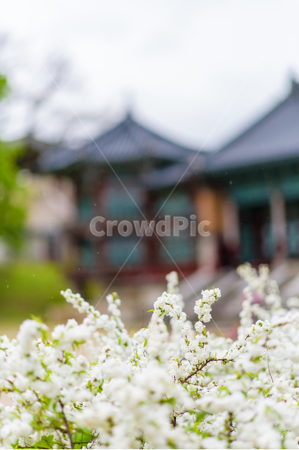 plant,식물,꽃,흰색,자연,nature,flower,경복궁,궁,건축물