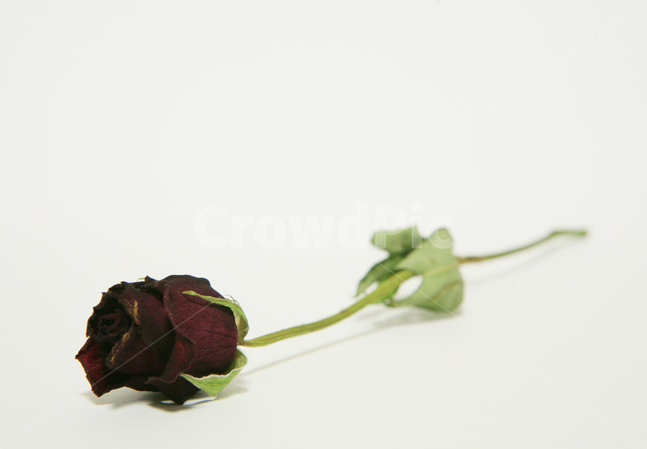 dryflower,blossom,white background,dried roses,dried flower,One bunch,Emotional photo,flower,plant,rose,dried flowers
