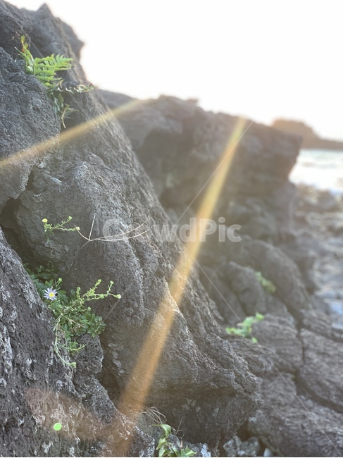 jeju,제주도,바위,꽃,햇빛,flower,shine,sun,rock,jejudo,월령선인장군락지,자연,nature,바닷가,바다,sea,beach