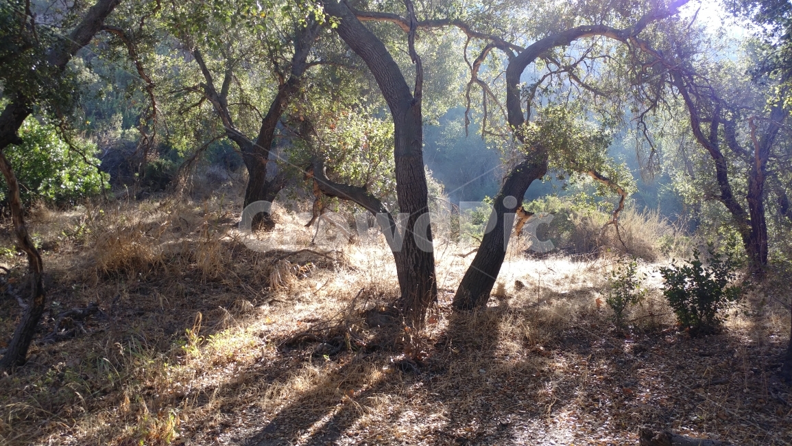자연풍경,켈리포니아,겨울숲,숲,겨울볕,풍경,하이킹,California,winterforest,forest,winterlight,shade,hiking,trees,자연,풍경,nature,landscape,식물,plants,나무,trees,wood,plant,tree,tree trunk,나무 줄기,ground,바닥