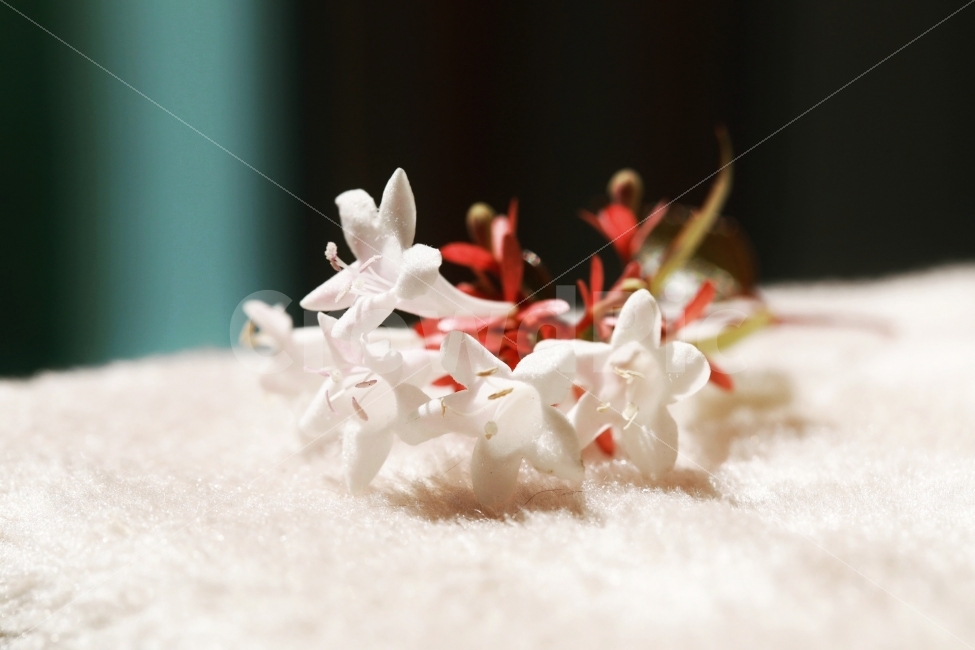 꽃,flower,접사,스냅,감성,식물,자연,plants,nature,꽃,flower,감성,sensible,feeling,색깔,색상,색채,색감,color sense,color sensitivity,feeling of color