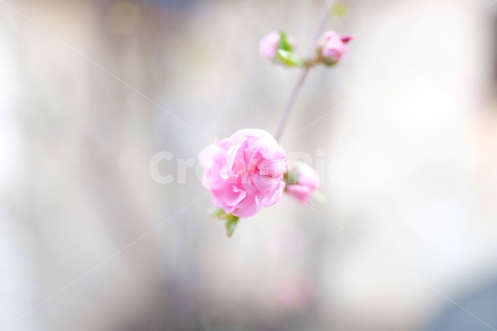 식물,꽃,flower,겹매화,매화,분홍꽃,plant,개화,꽃봉오리,봉오리,봄,분홍,자연,식물,자연,plants,nature,꽃,flower