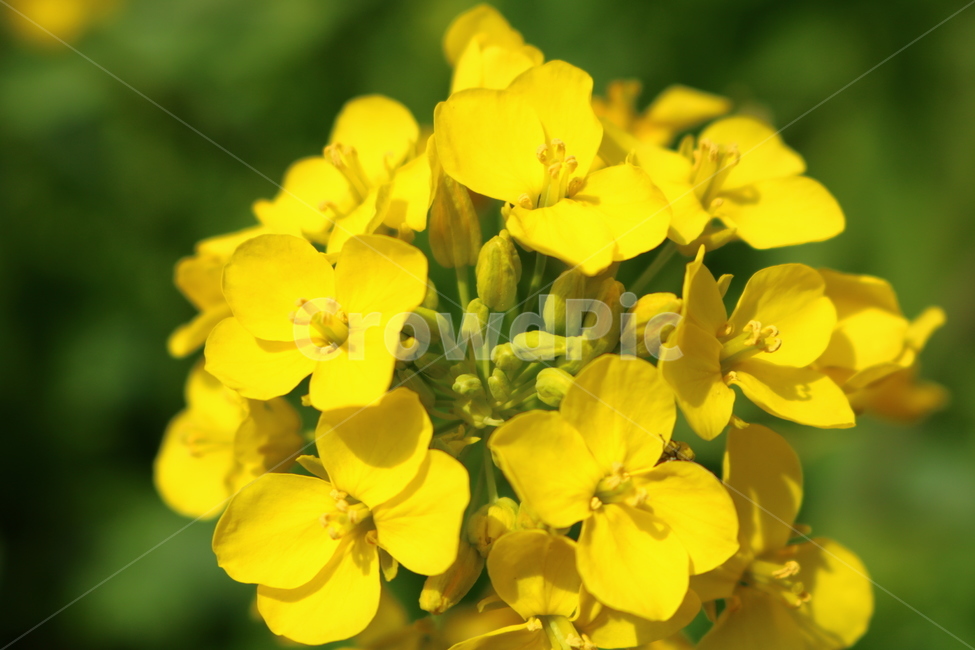 유채꽃,봄,봄꽃,꽃,노란색,봄,계절,spring,season,식물,자연,plants,nature,꽃,flower,blossom,geranium,제라늄,plant