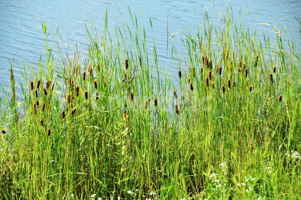 꼬마부들,벼목,부들과,습지식물,야생화,자연,식물,자연,plants,nature