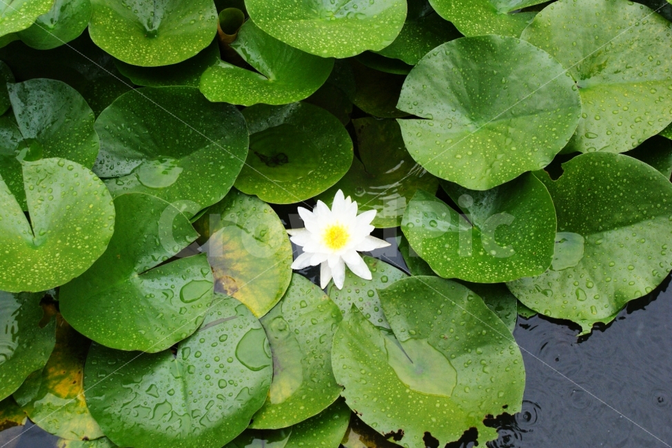 연꽃,여름,경남수목원,감성사진,풍경사진,비오는날,식물,자연,plants,nature,꽃,flower,비,비오는날,rain,rainy