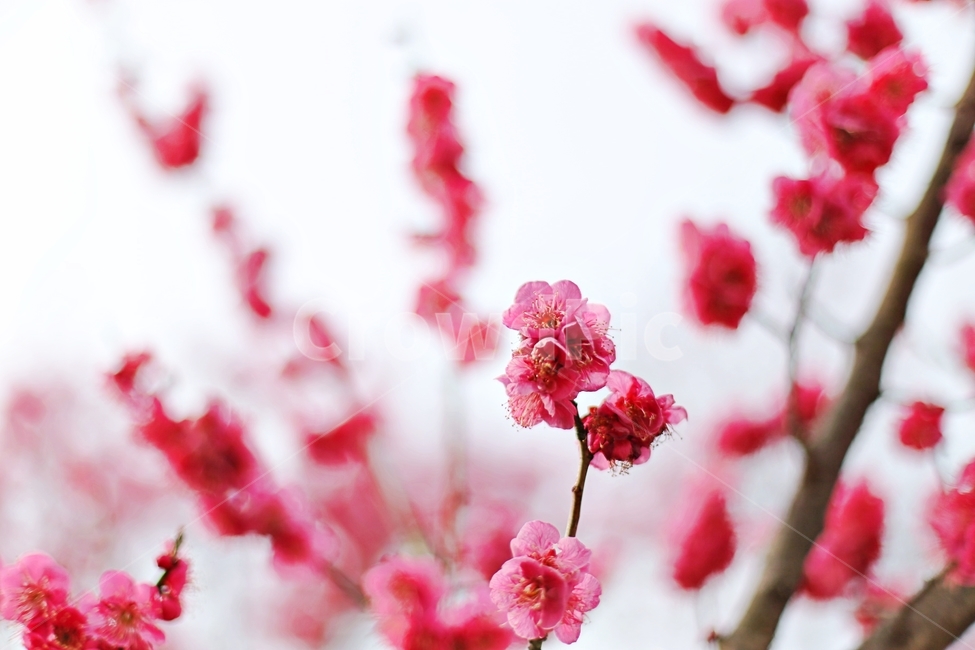 하동,매화,매화마을,매화축제,매화꽃,flower,꽃,hadong,봄,계절,spring,season,식물,자연,plants,nature,꽃,flower,plant