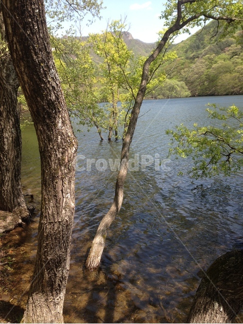 주산지,주왕산,저수지,인공저수지,왕버들,버드나무,수중,물속,청송,한국,jusanji,juwangsan,reservoir,artificialreservoir,weepingwillow,koreanweepingwillow,underwater,water,cheongsong,korea