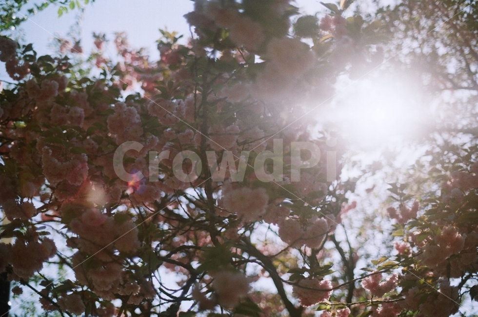겹벚꽃,꽃,자연,식물,햇빛,봄,분홍,핑크,나무,봄,계절,spring,season,식물,자연,plants,nature,꽃,flower,light,빛,flare,플레어,plant