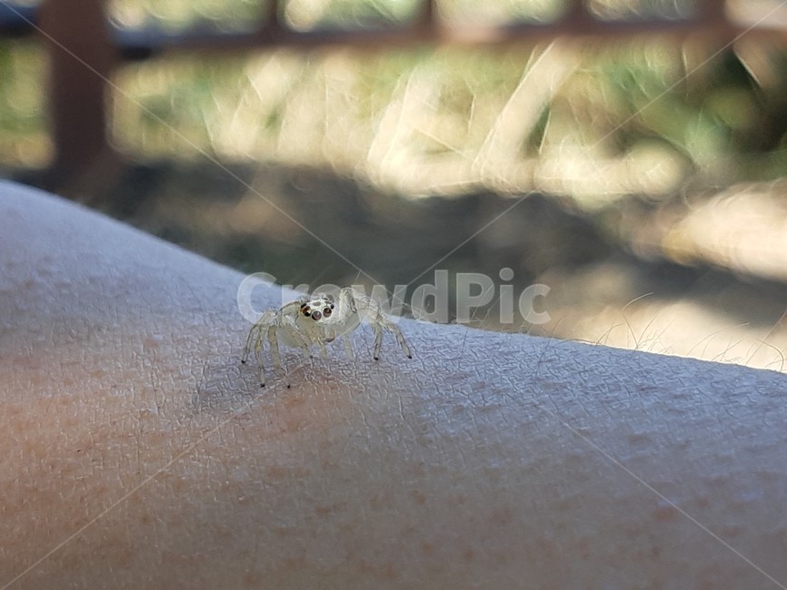 곤충,거미,자연,spider,insect