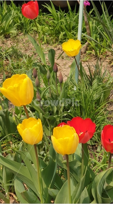 plant,식물,blossom,꽃,flower,튤립,tulips
