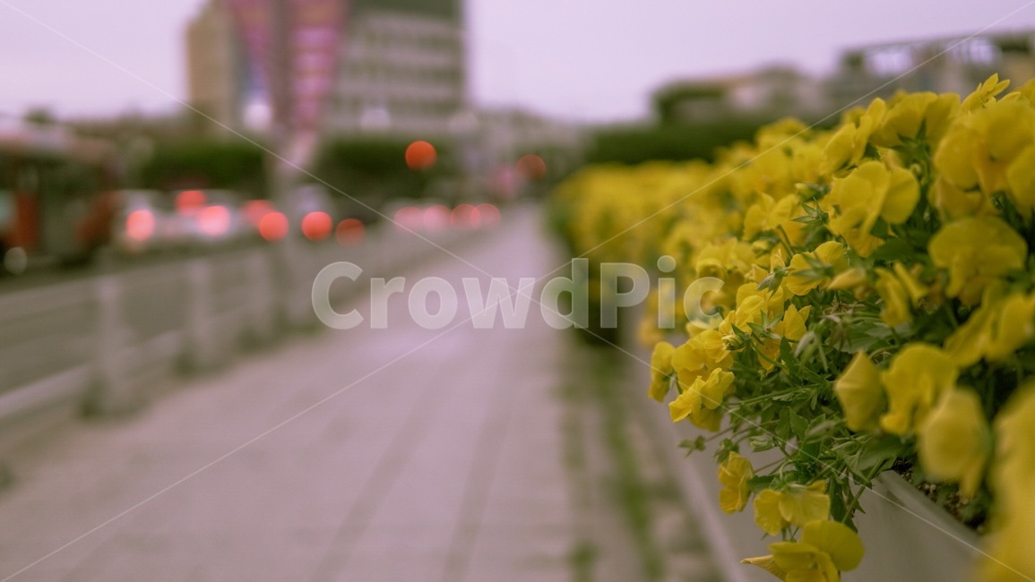 해질녘다리위,거리,꽃,개나리,육교,길거리