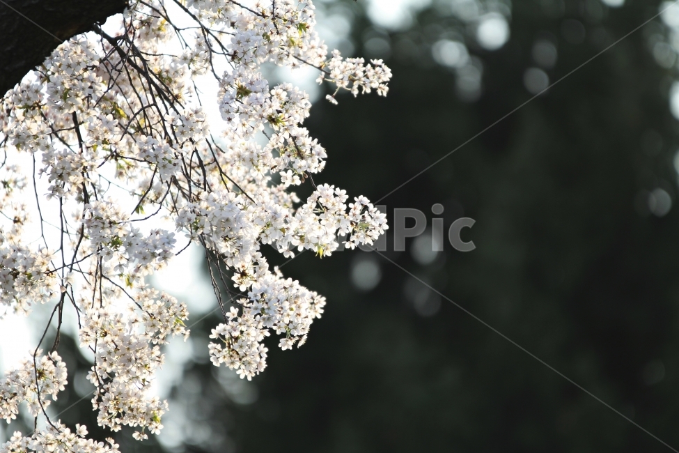 spring flowers,Cherry Blossom,nature,plant,Neungsu Cherry Blossoms,Emotional photo