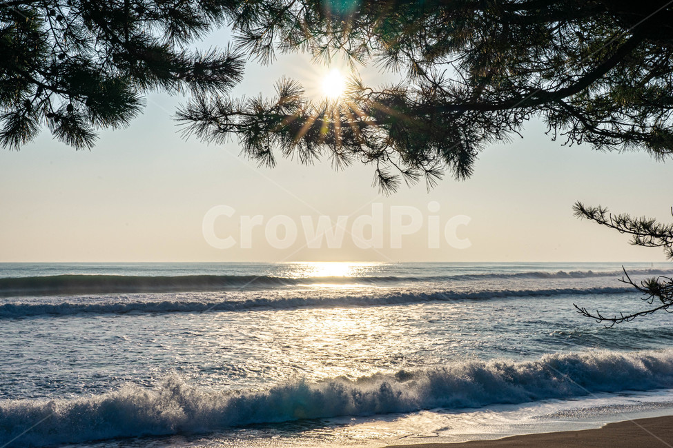 바다,sea,아침바다,강원도바다,소나무,해변,바다,beach,sea