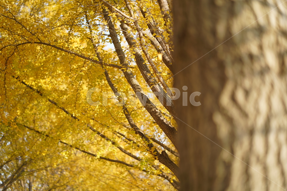 단풍,풍경,나무,가을,은행나무,가을,계절,fall,autumn,season,tree,plant,식물