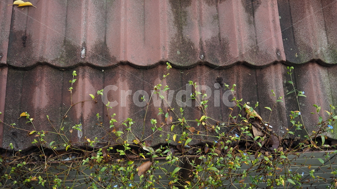 식물,야외,그린,plants,outdoors,green,식물,자연,plants,nature