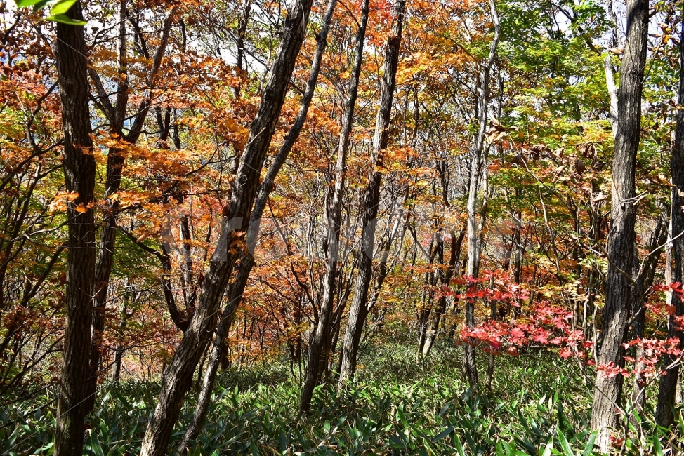 치악산,가을,풍경,단풍,탐방,국립공원,빨간단풍,파란하늘,가을색,오색,울긋불긋,알록달록,그림같은,칼라풀,뷰티플,아름다운,힐링,감성,자연,정취,산세,명산,100대명산,nature,산,등산,트레킹,풍경사진,가을사진,가을색채,가을의정취,맑음,청명,가을날씨,가을,계절,fall,autumn,season,자연,풍경,nature,landscape,식물,plants,나무,trees,wood,tree,plant,tree trunk,나무 줄기
