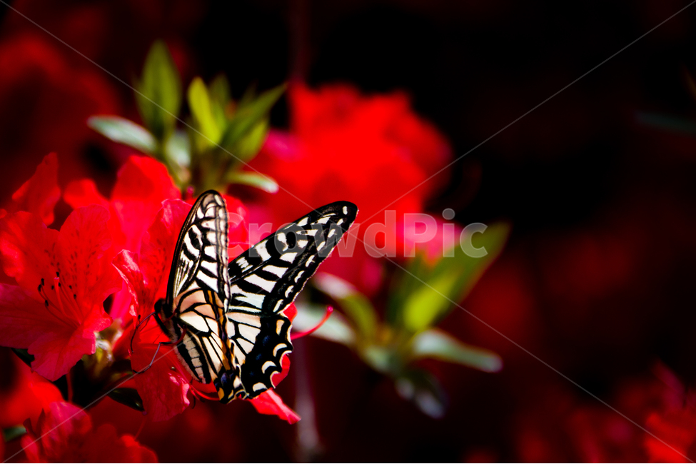봄,나비,동물,곤충,호랑나비,감성,힐링,자연,꽃,빨강,식물,자연,plants,nature,꽃,flower,동물,animal,곤충,벌레,insect,bug